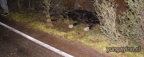 Atropello en Ruta Que Une Yungay y Pemuco 